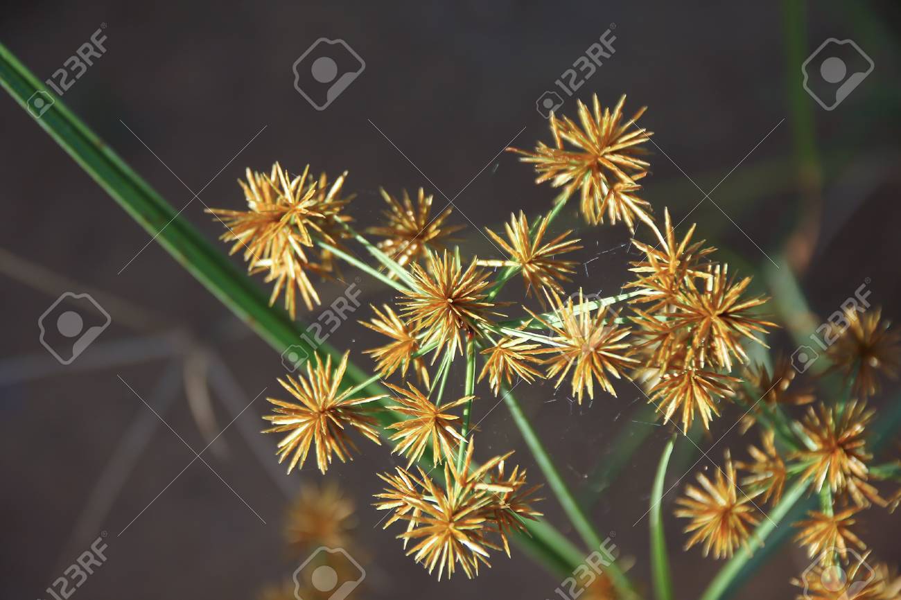 Close Up Of Papyrus Flower With Brown Background Stock Photo Picture And Royalty Free Image Image
