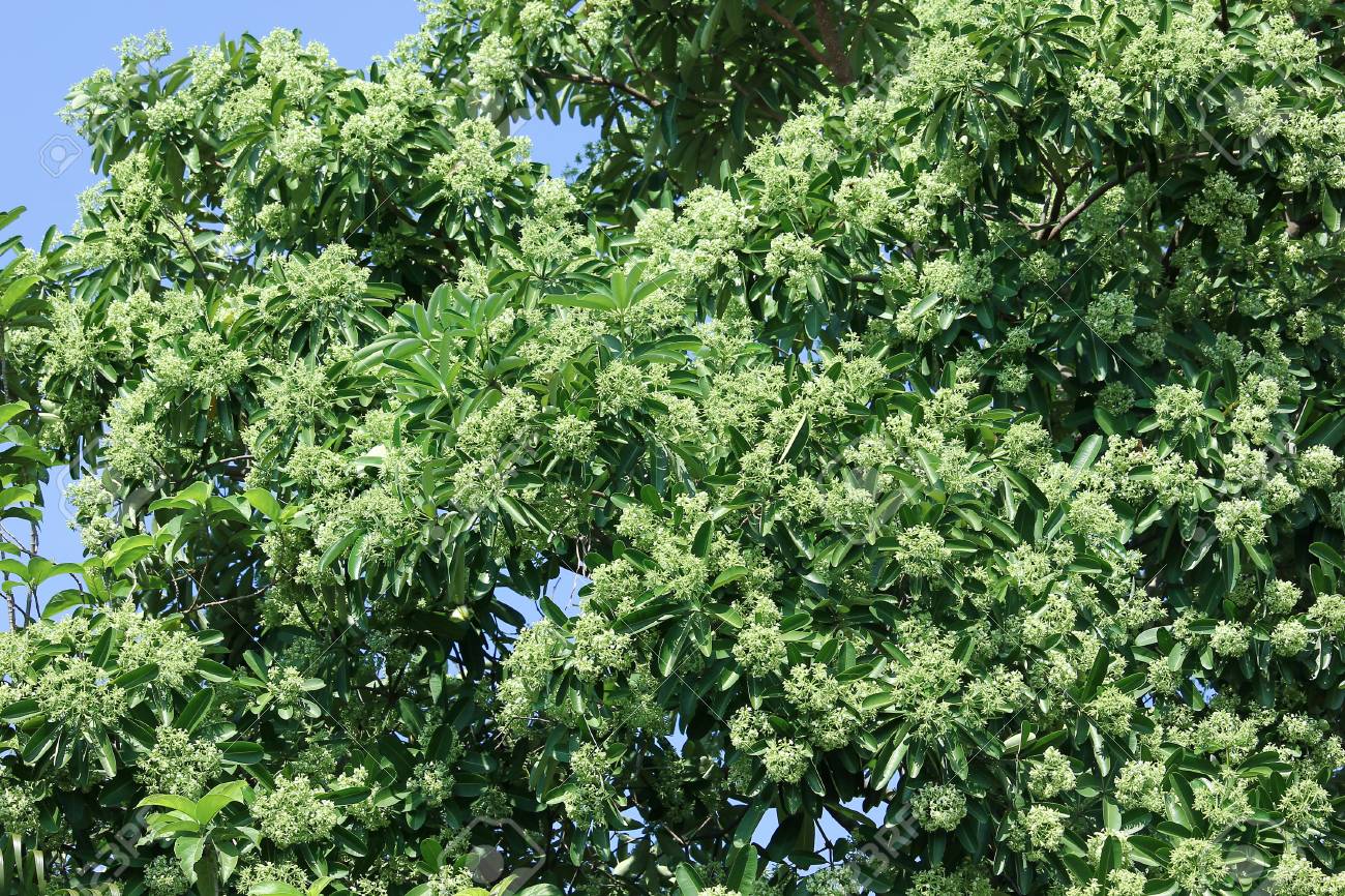 黒板ツリーまたは悪魔の木の緑の花 の写真素材 画像素材 Image