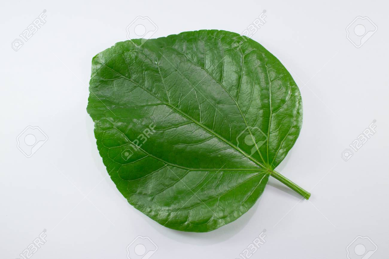 分離された中国のハイビスカスの花の葉を閉じる の写真素材 画像素材 Image