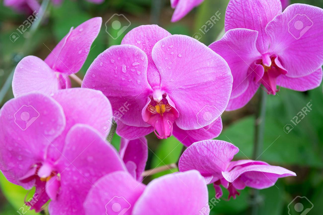 Orquidea Rosa Purpura De Tailandia Jardin Nacional De Jardin De Orquideas Fotos Retratos Imagenes Y Fotografia De Archivo Libres De Derecho Image 53620595