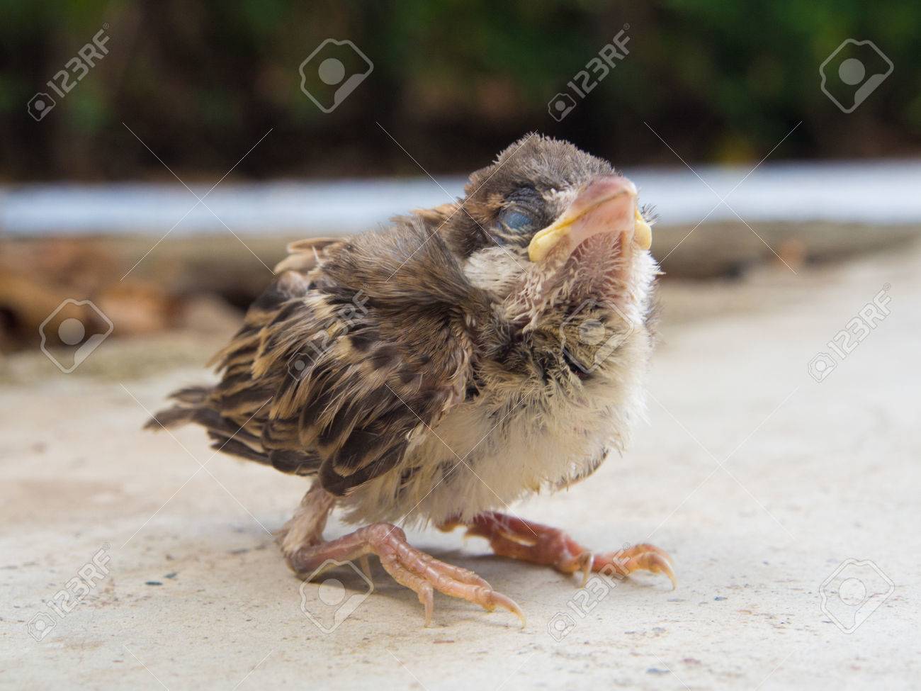 赤ちゃんスズメはまだ目を開いてない飛ぶ の写真素材 画像素材 Image
