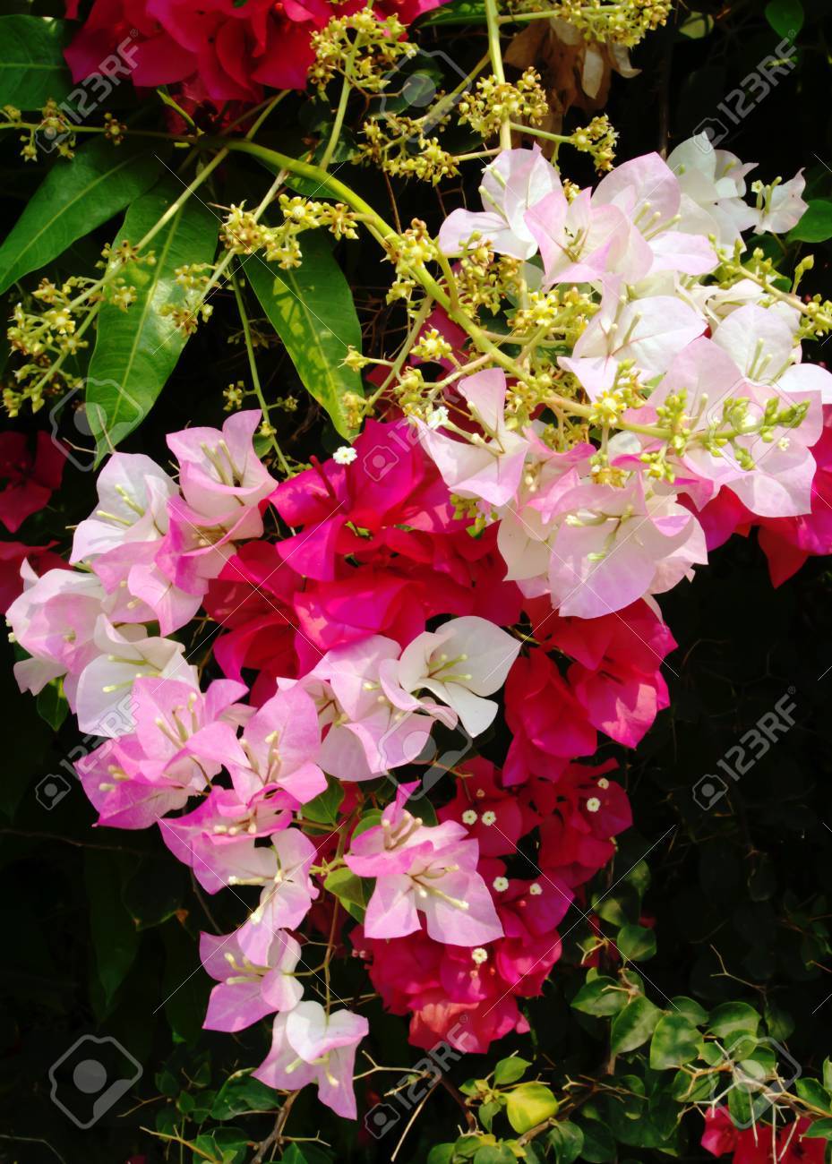 pic Flor Bugambilia Azul bougainvillea flores flores rojas en el jardin rosa y azul