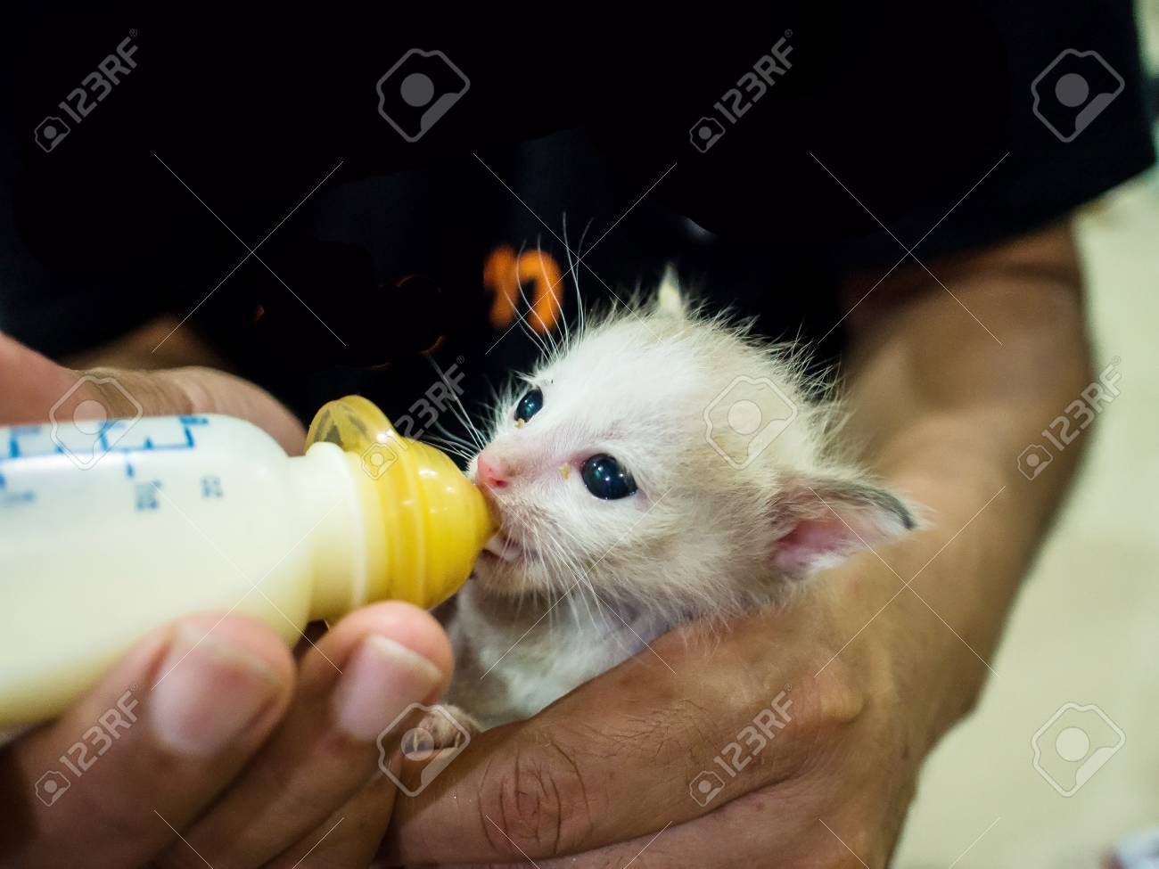 cat milk bottle
