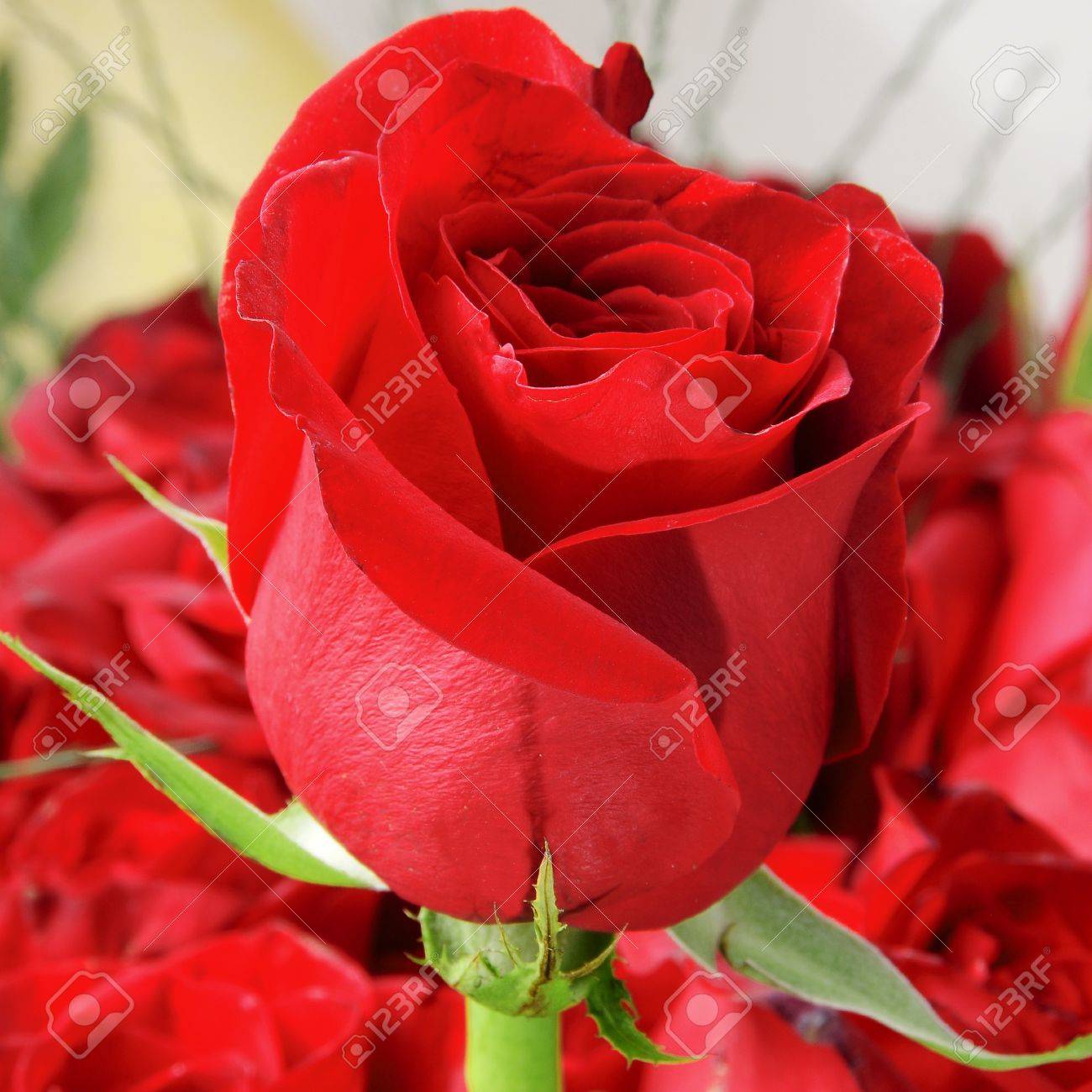 Gros Plan D Une Rose Rouge A Partir D Un Bouquet Banque D Images Et Photos Libres De Droits Image