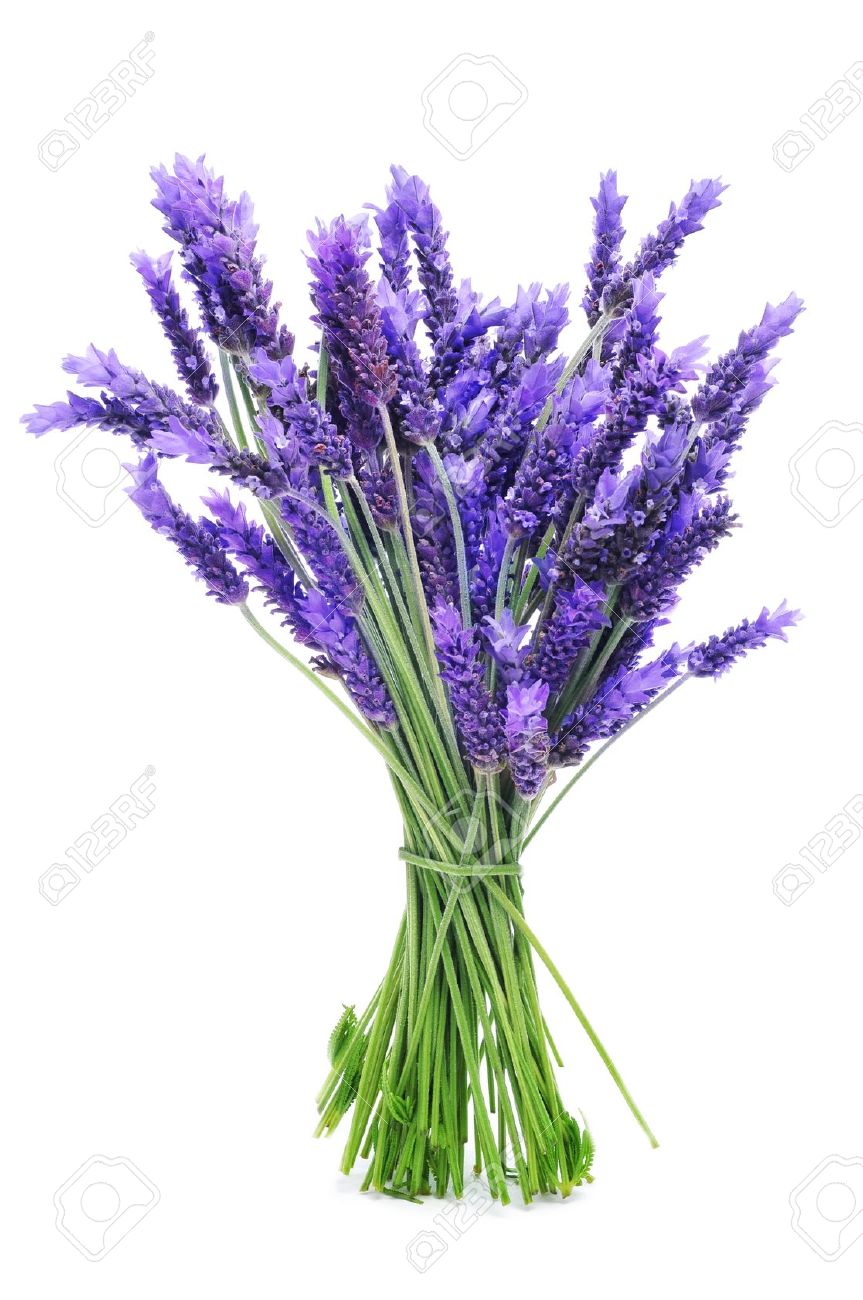 Lavender