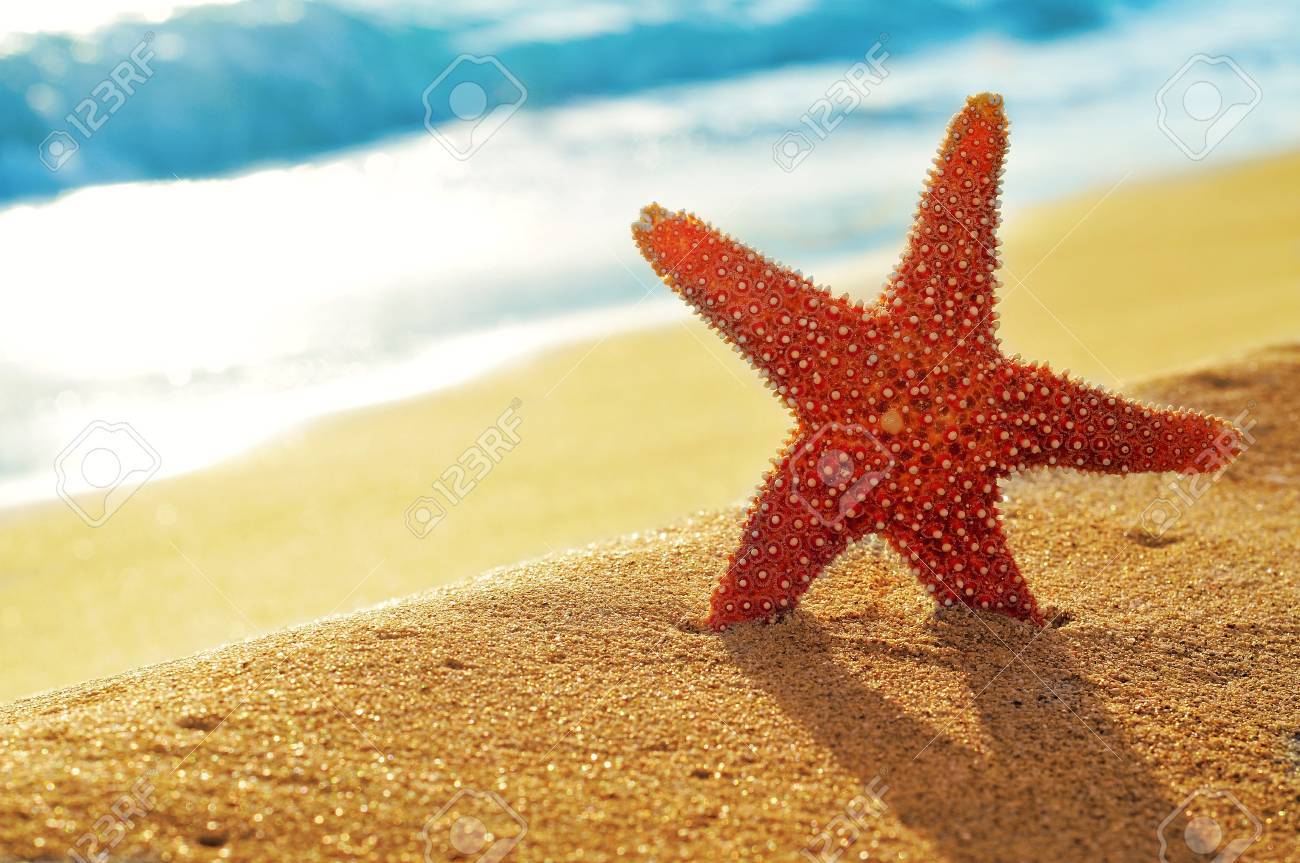 closeup of a seastar on a white sand beach stock photo picture and