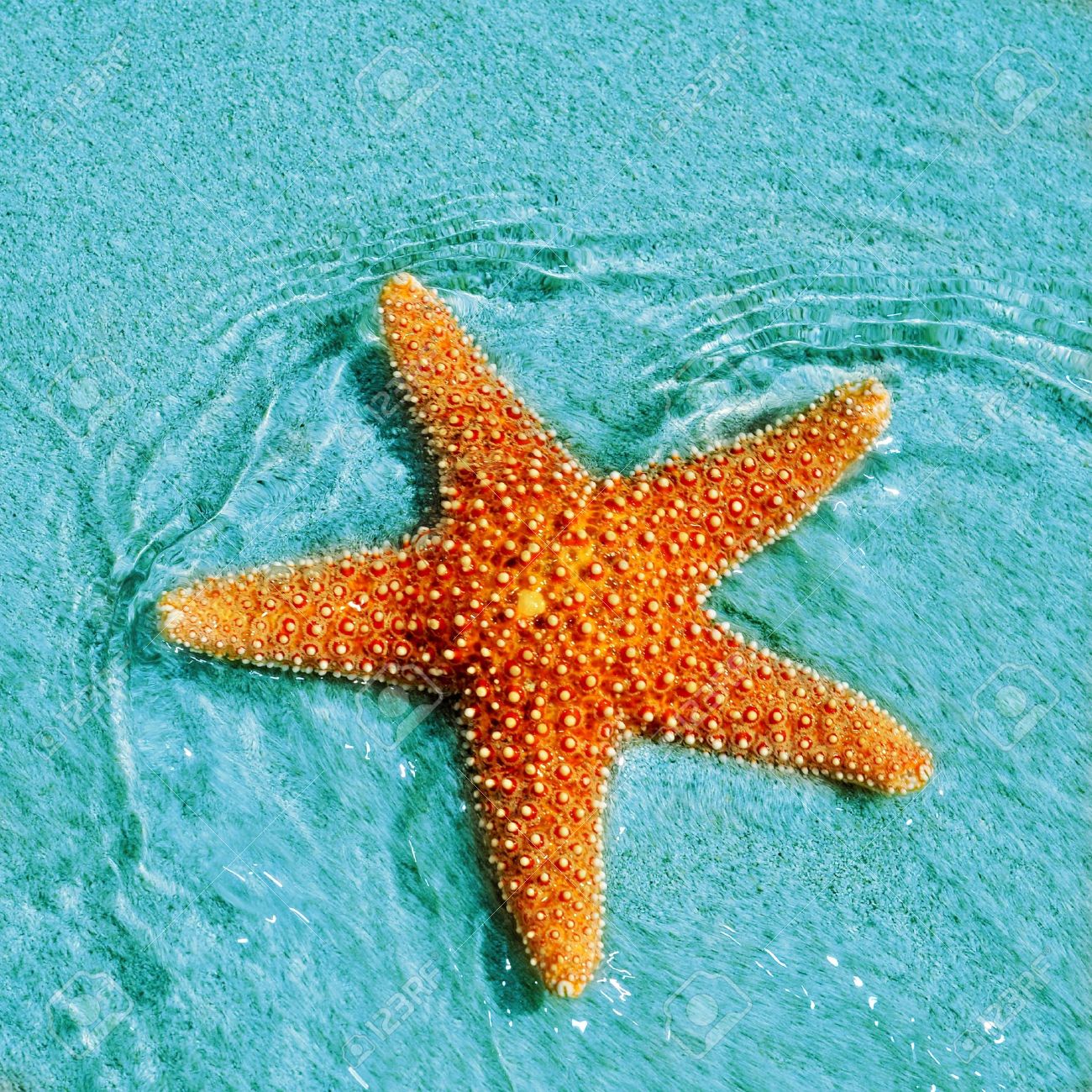 closeup of a seastar in a tropical beach stock photo picture and