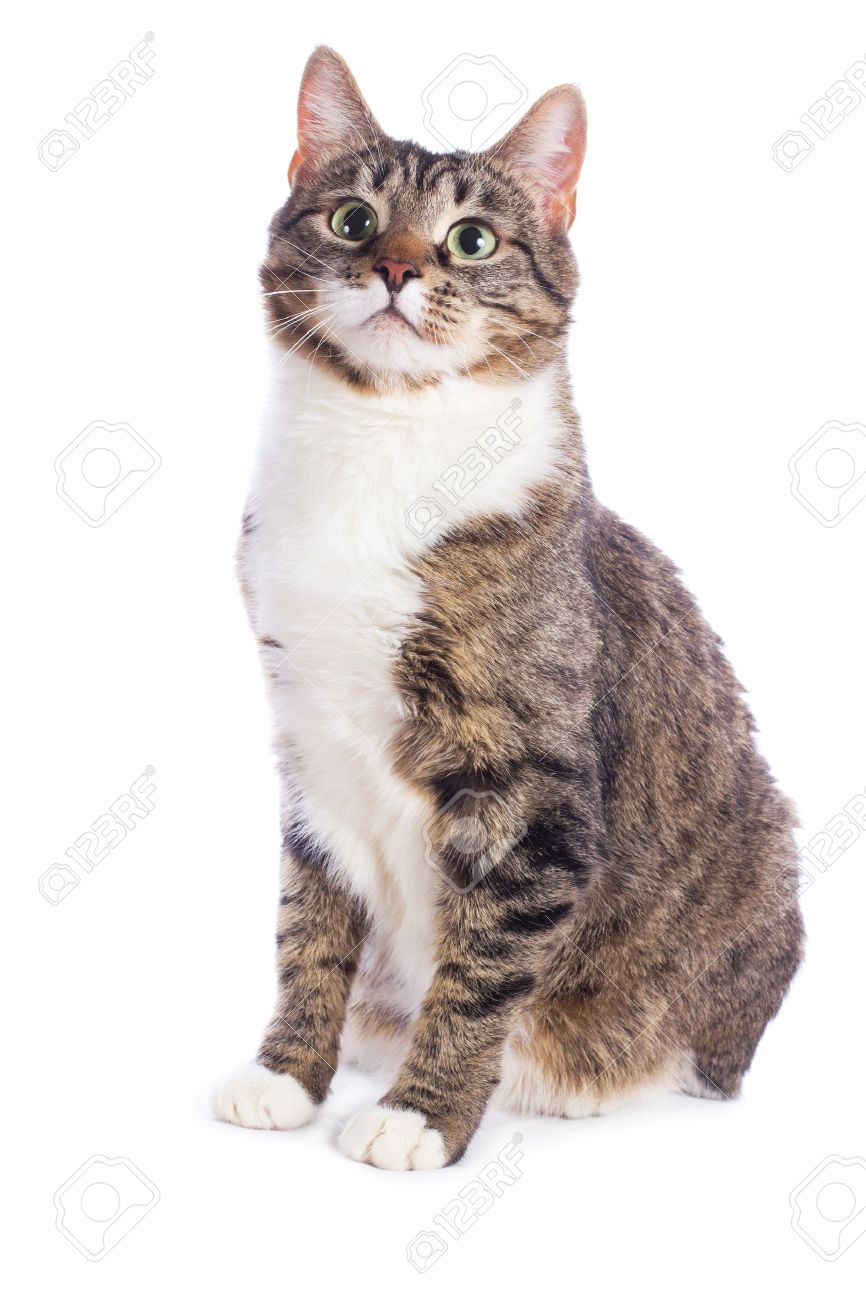 European Cat Sitting On A White Background Stock Photo Picture And Royalty Free Image Image European Cat Sitting On A White Background Stock Photo Picture And Royalty Free Image Image