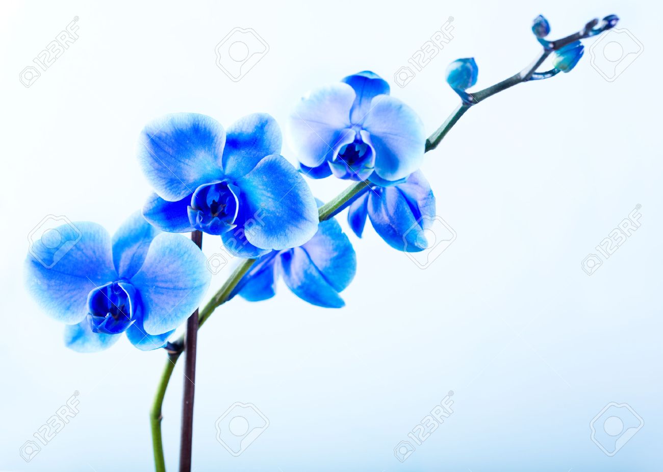 Orchidee Bleu Sur Fond Bleu Banque D Images Et Photos Libres De Droits Image Orchidee Bleu Sur Fond Bleu Banque D Images Et Photos Libres De Droits Image