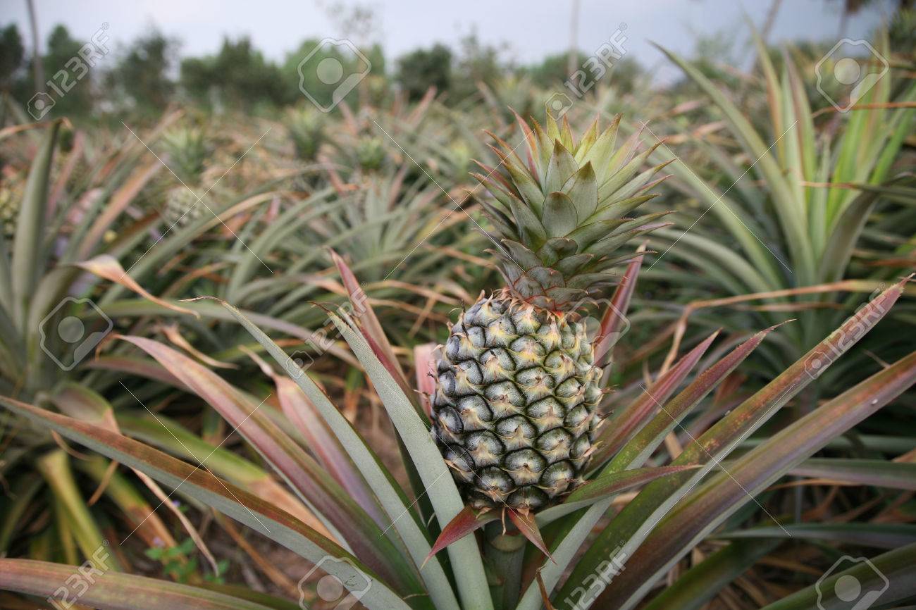 ファームの新鮮なパイナップルを収穫する準備ができて の写真素材 画像素材 Image ファームの新鮮なパイナップルを収穫する準備ができて の写真素材 画像素材 Image