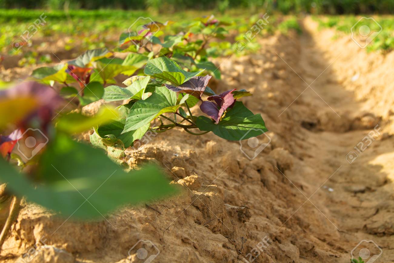 Susskartoffelpflanze In Reihe Am Bauernhof Lizenzfreie Fotos Bilder Und Stock Fotografie Image 84562223