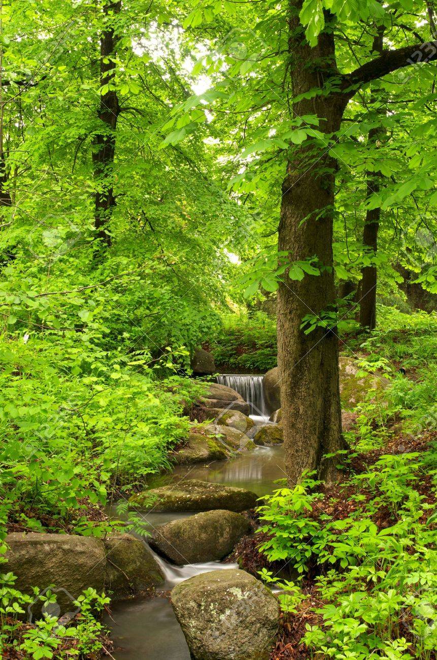 小さな小川の森林の美しい風景 の写真素材 画像素材 Image