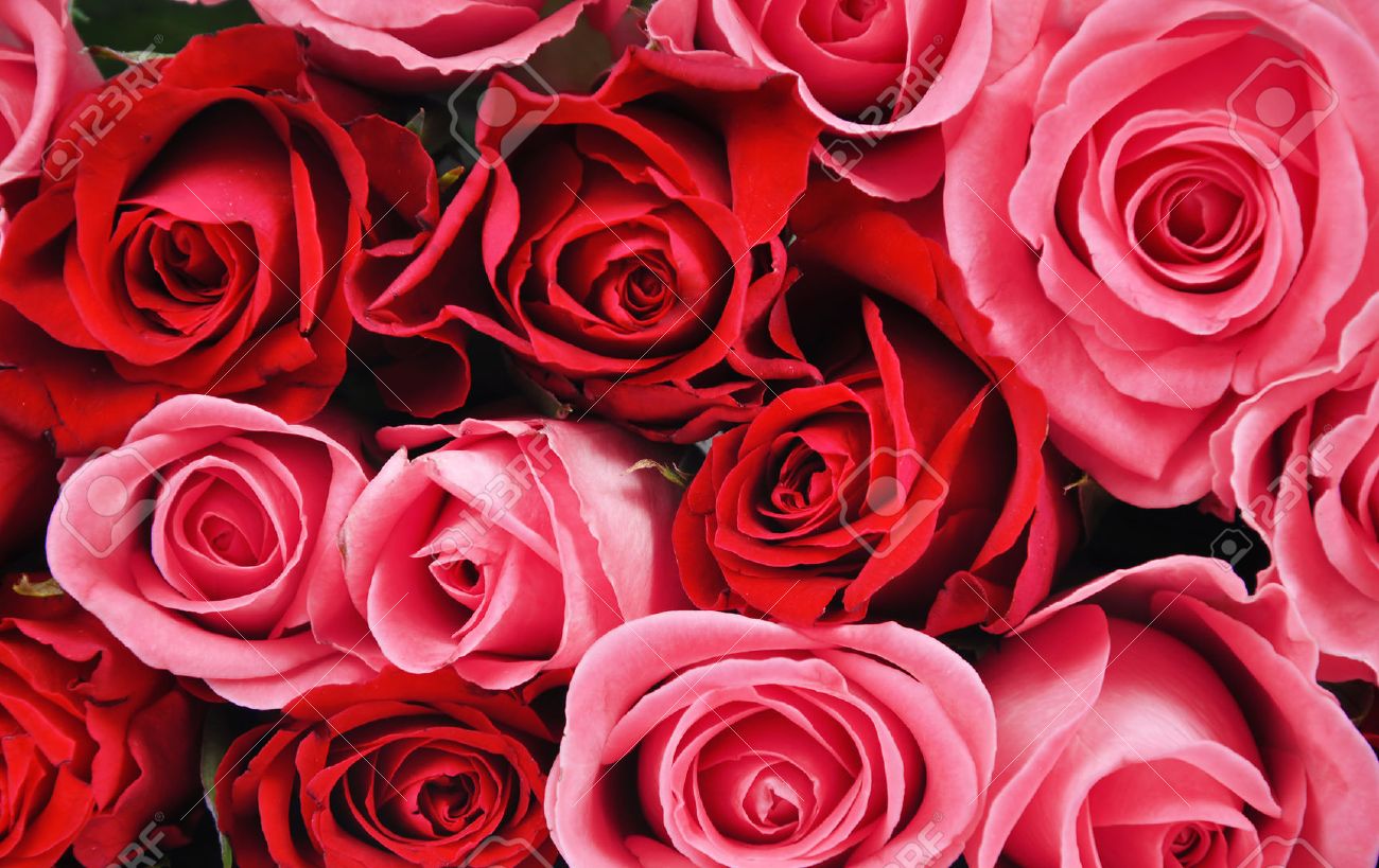 Red And Pink Roses Background Stock Photo, Picture And Royalty Free Image.  Image 52239932.