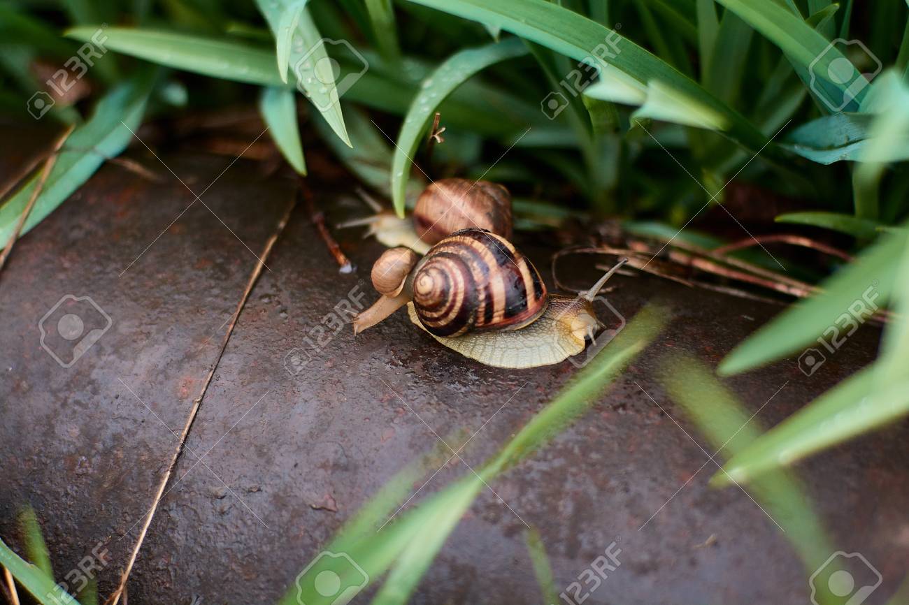 Snails In The Yard After The Rain On The Green Grass With Large