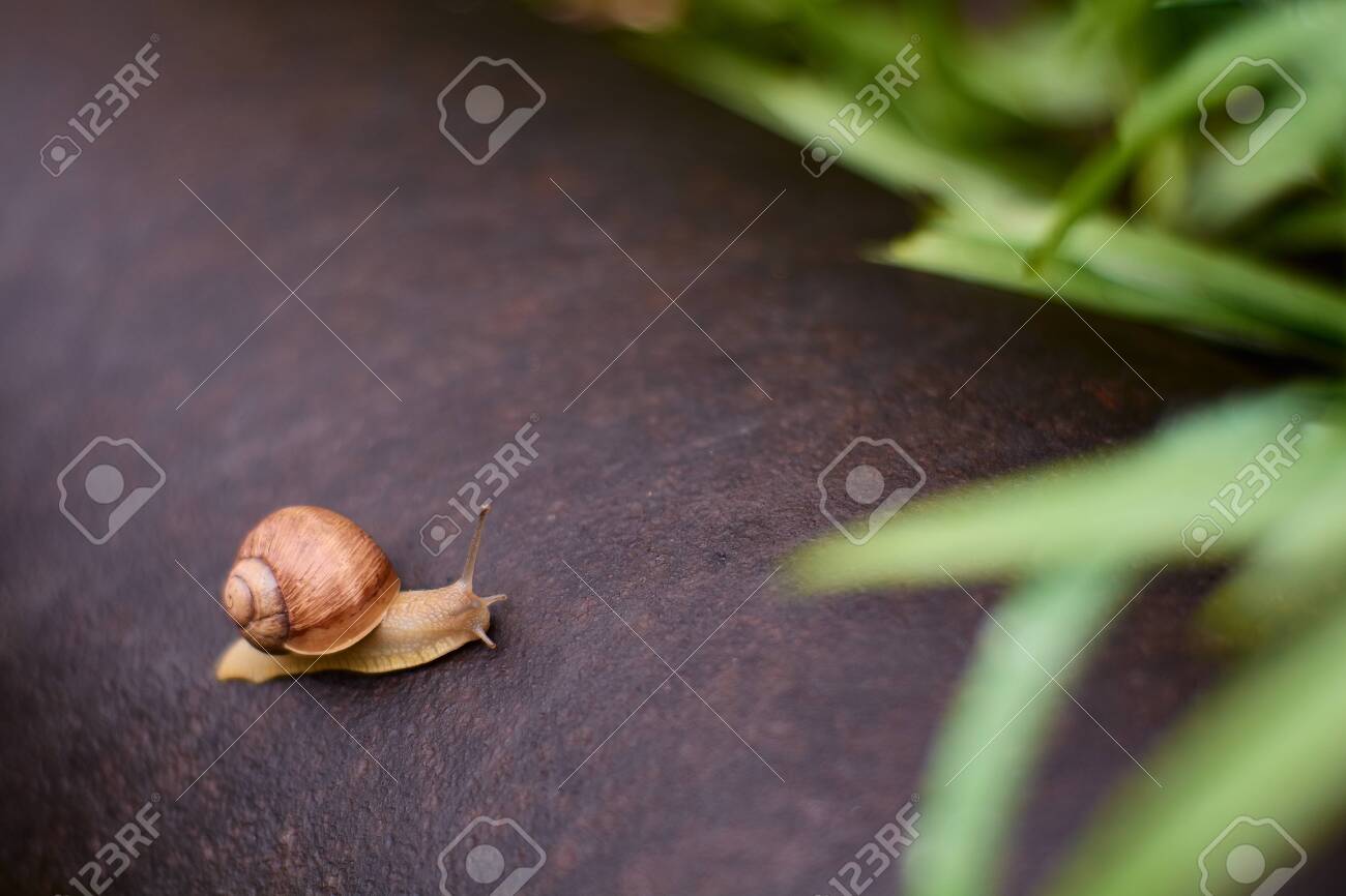 Snails In The Yard After The Rain On The Green Grass With Large