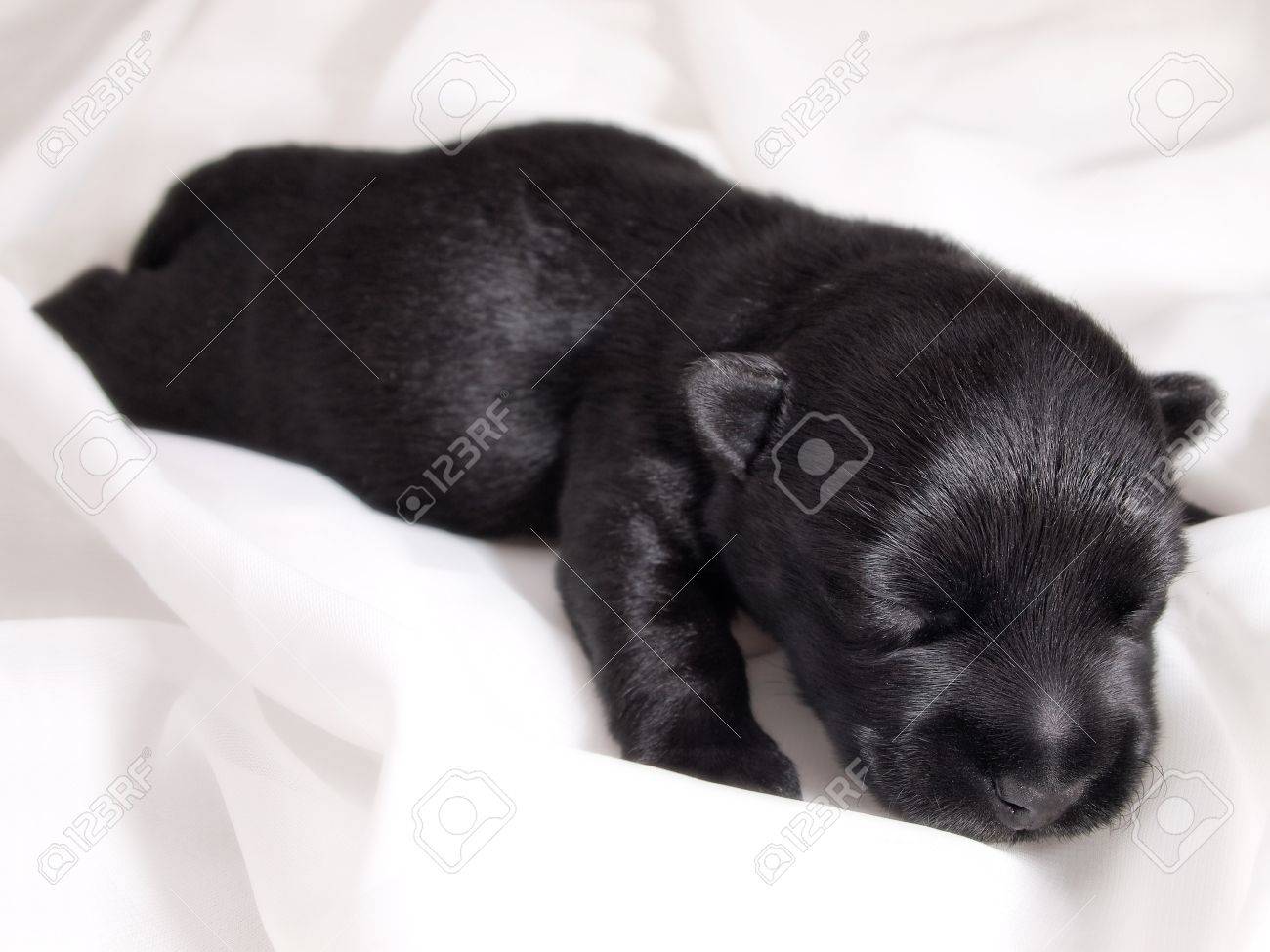 black highland terrier puppies