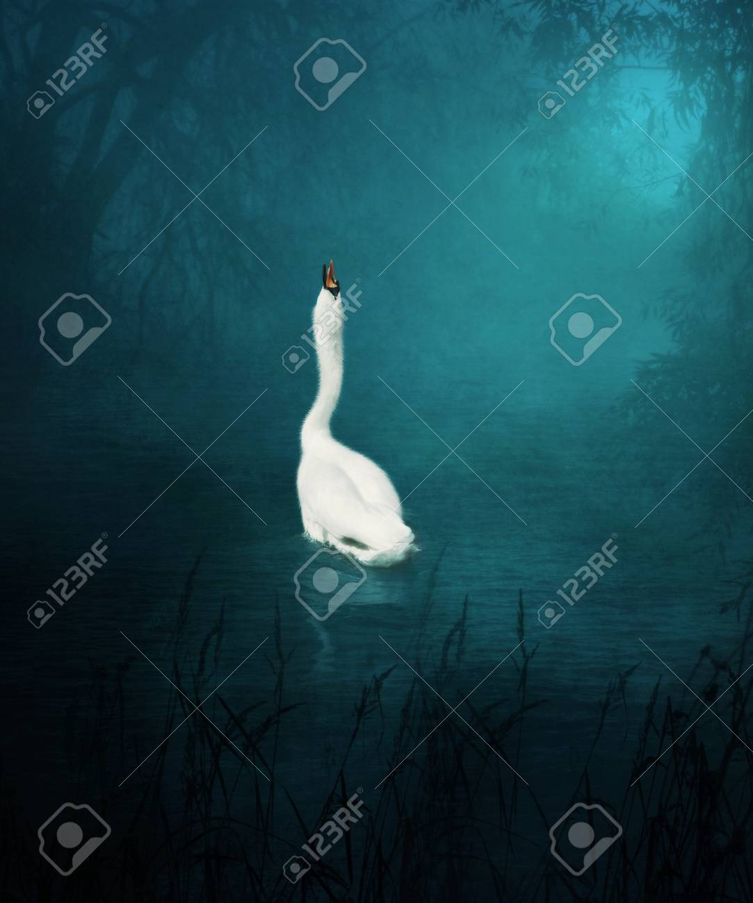 Swans By Moonlight >> White Lonely Proud Swan In The Moonlight On The Lake Stock Photo Swans By Moonlight >> White Lonely Proud Swan In The Moonlight On The Lake Stock Photo