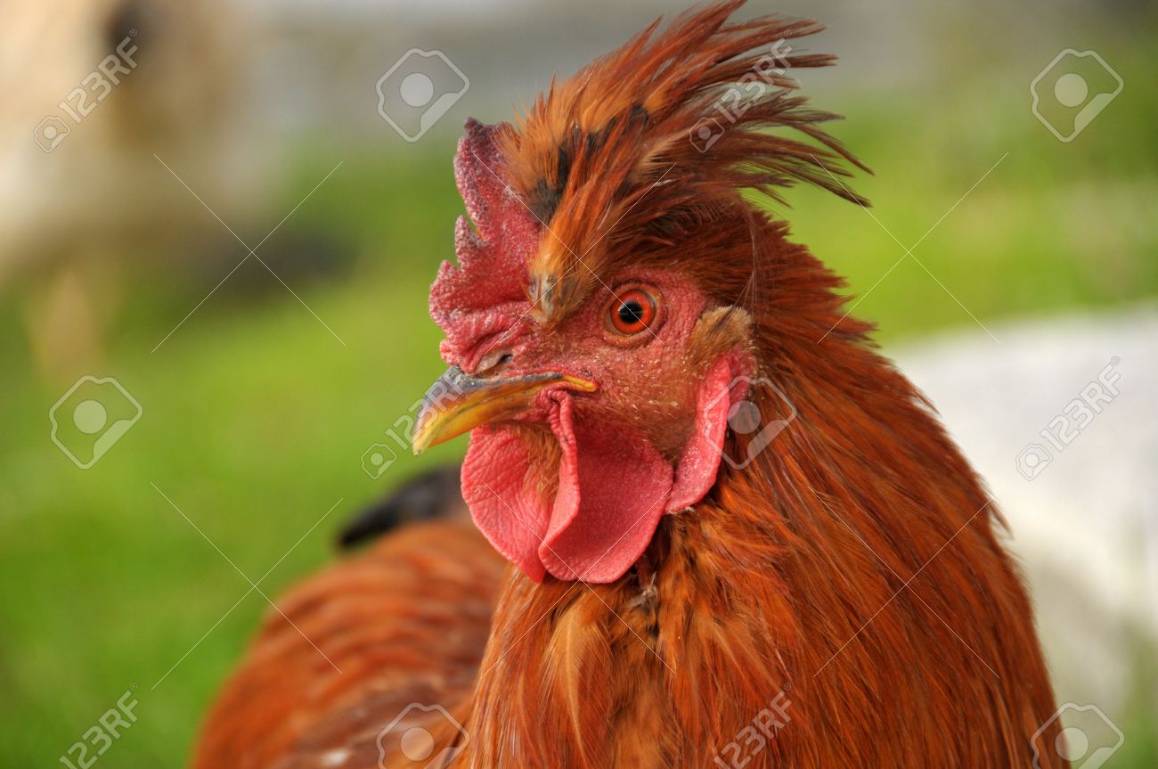 8259235-chiken-tasty-food-cooked-meal-St