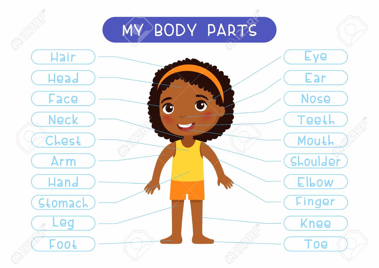 My Body Parts Educational Infographic Kids Poster Vector Template. Cute Girl Showing External Organs Names. Cartoon Anatomy Childish Printable Banner Design, English Words Learning Card Layout Royalty Free SVG, Cliparts, Vectors, And My Body Parts Educational Infographic Kids Poster Vector Template. Cute Girl Showing External Organs Names. Cartoon Anatomy Childish Printable Banner Design, English Words Learning Card Layout Royalty Free SVG, Cliparts, Vectors, And