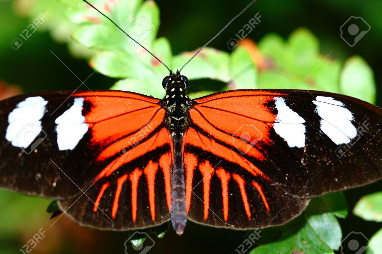 etiam-dictum-ipsum-a-felis