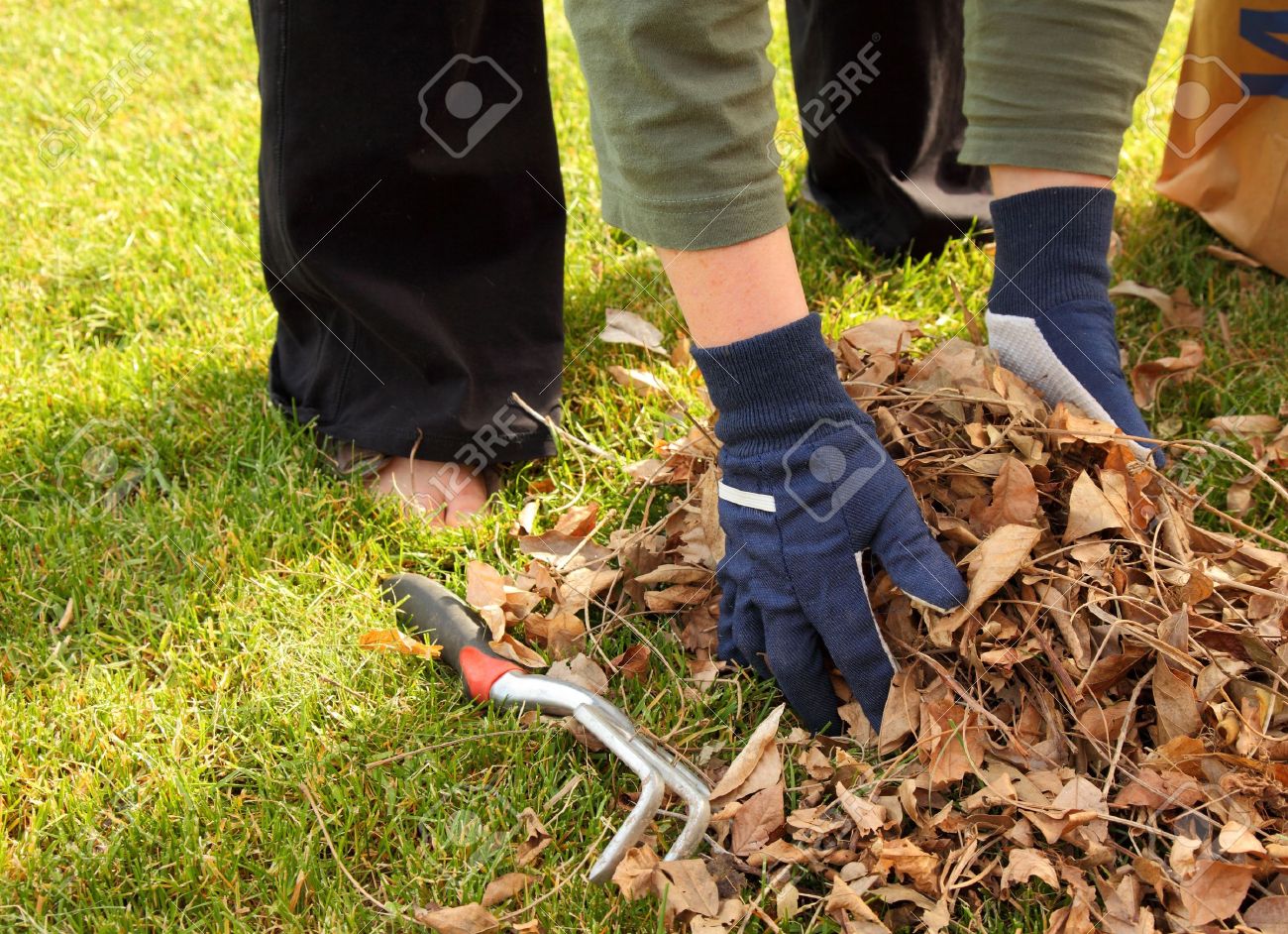 cleaning up leaves in the yard stock photo picture and royalty free lawn cleaning