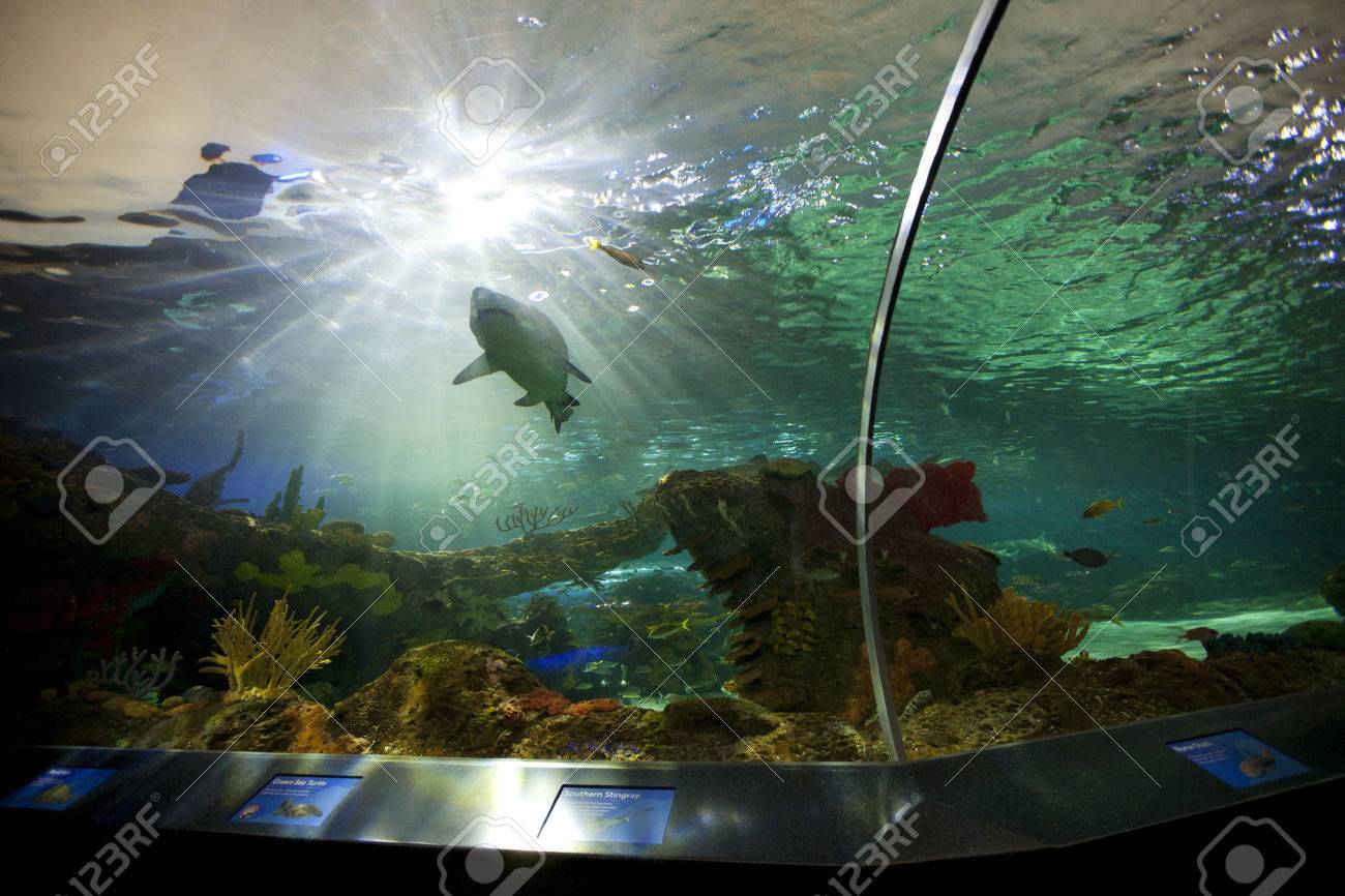 TORONTO- SEPTEMBER 15, 2014: Shark tank at Ripley's Aquarium Canada loacated at the foot of the CN tower in Toronto. - 39701323 TORONTO- SEPTEMBER 15, 2014: Shark tank at Ripley's Aquarium Canada loacated at the foot of the CN tower in Toronto. - 39701323