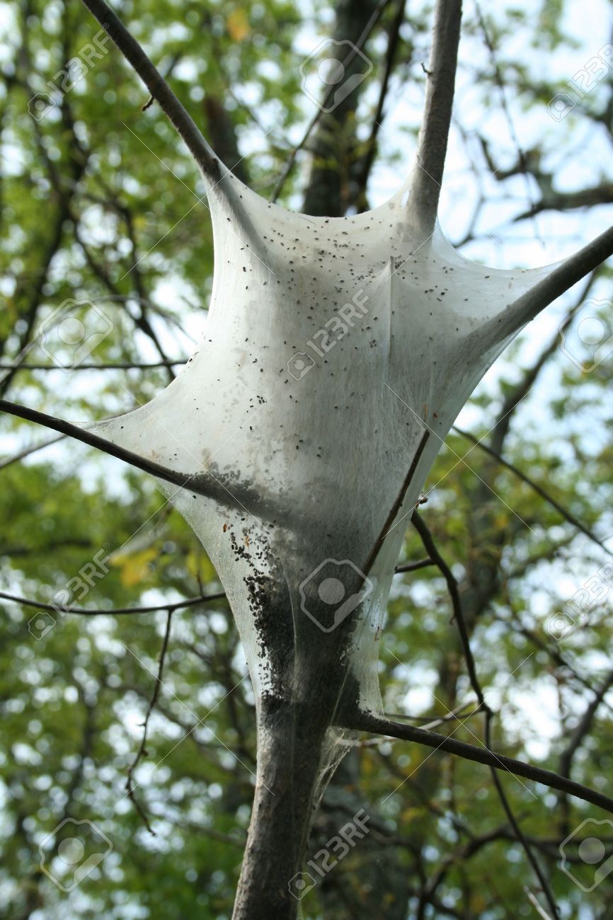 Image Of A Gypsy Moth Nest Stock Photo 