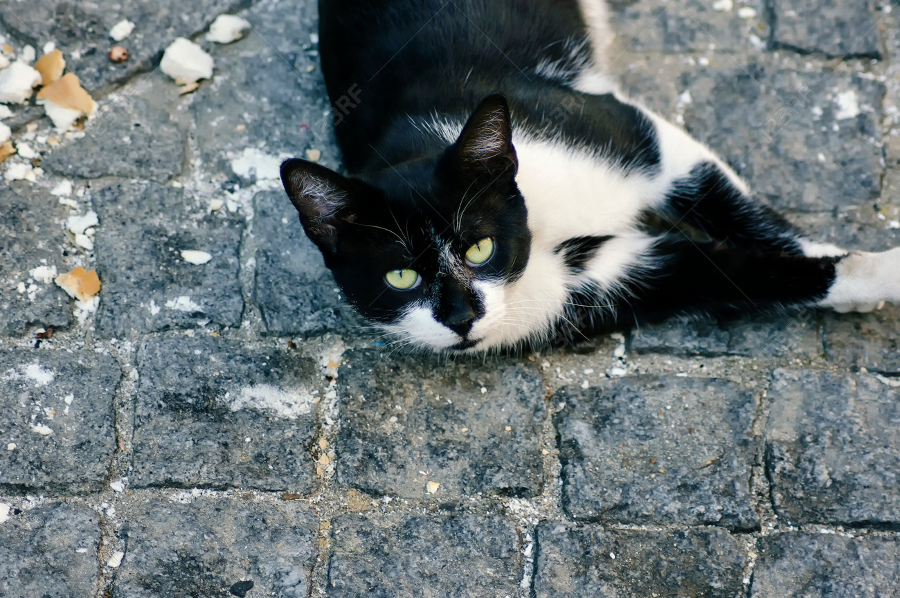 etiam-dictum-ipsum-a-felis