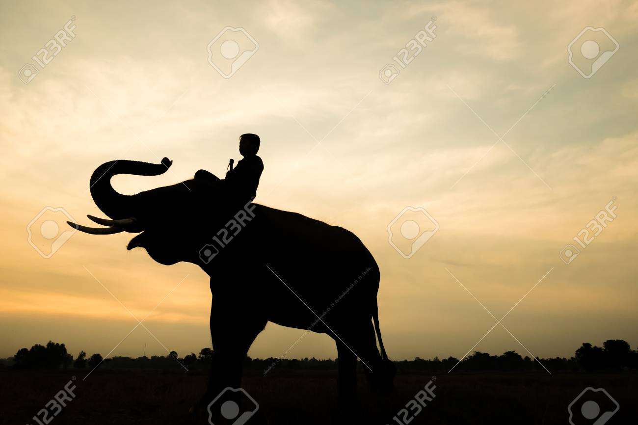 Elephant And Man Silhouette During Sunrise In The Morning. Stock Photo,  Picture and Royalty Free Image. Image 51939916., image size:1300x866