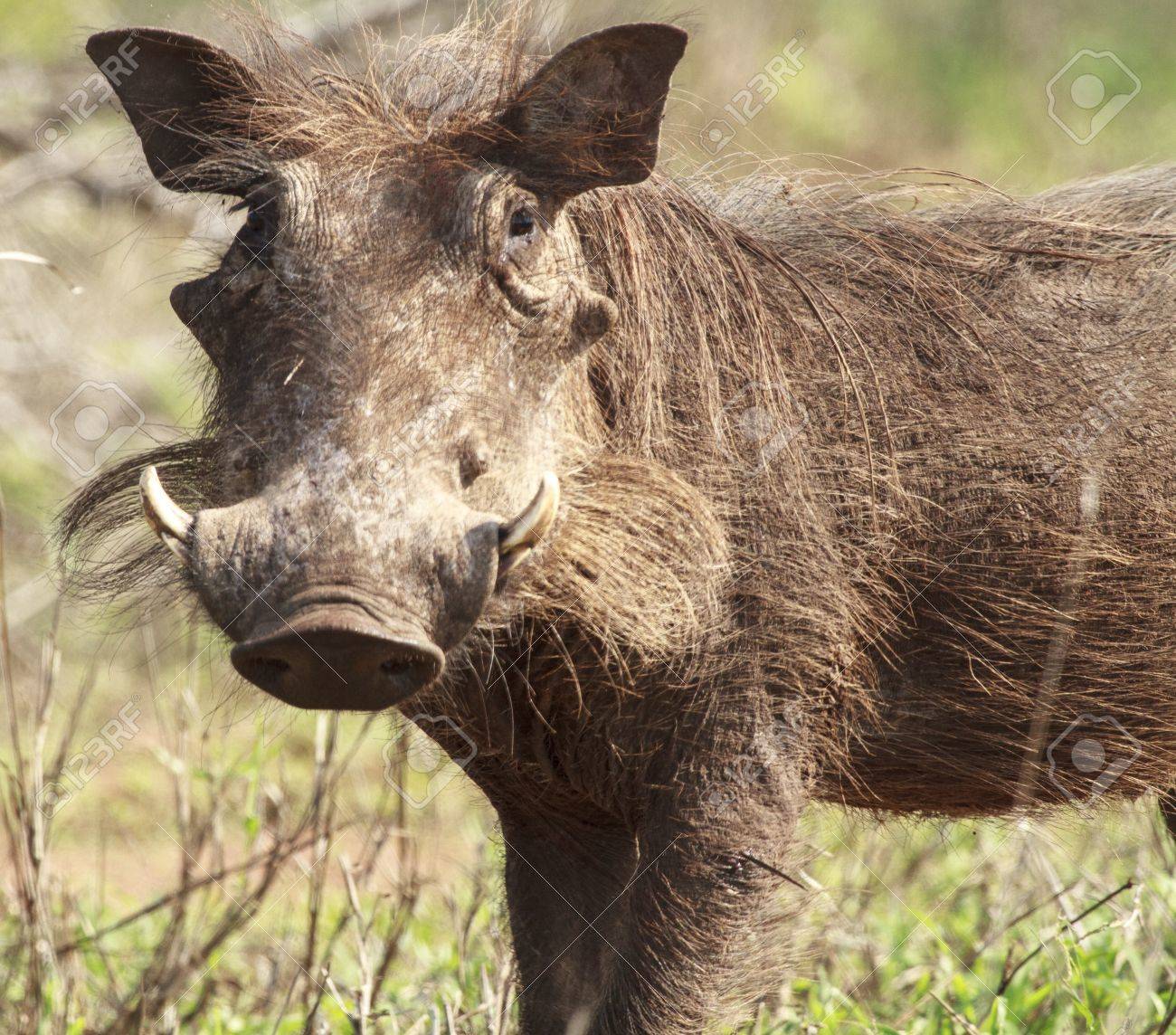 素敵な牙とイボイノシシの写真素材・画像素材 Image 15894596