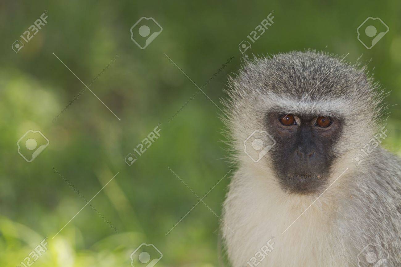 ベルベット モンキーの写真素材・画像素材 Image 17336218