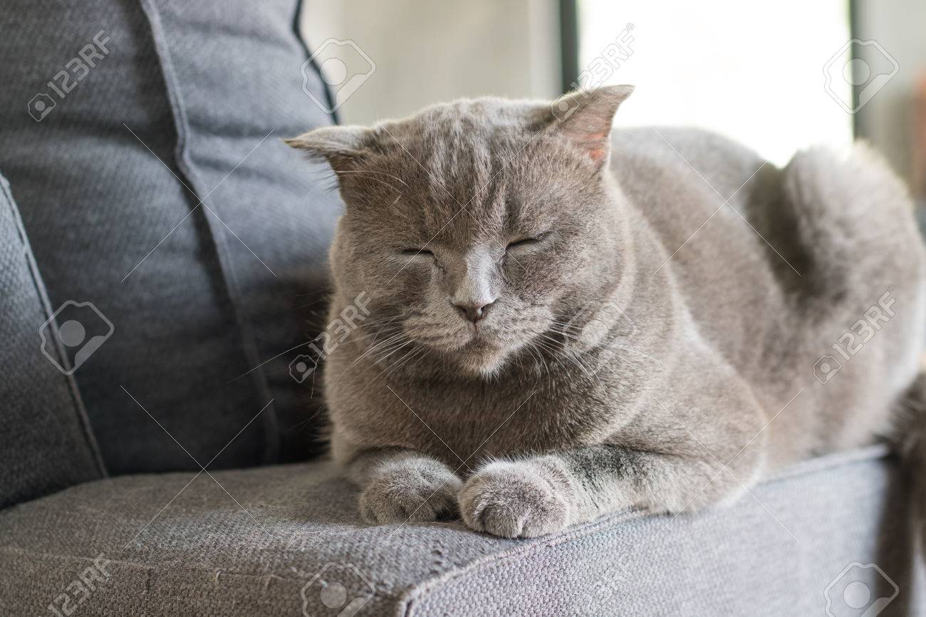 Chat Heureux Americain Sommeil Cheveux Courts Sur Le Canape Gris Banque D Images Et Photos Libres De Droits Image