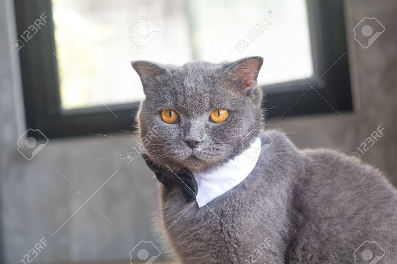 Cat With Cute Bow Tie Or Collar British Short Hair Cat Stock Photo