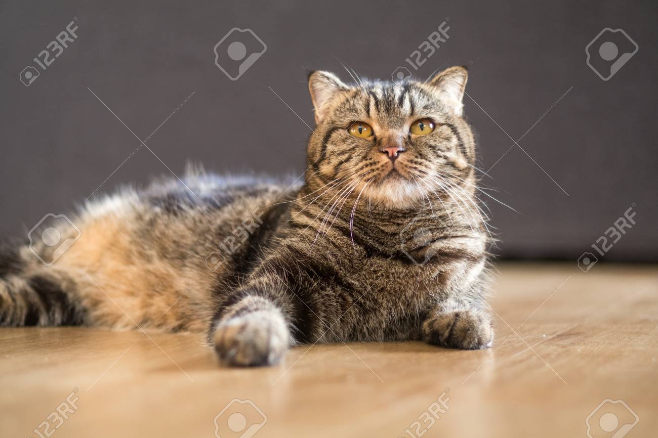 etiam-dictum-ipsum-a-felis