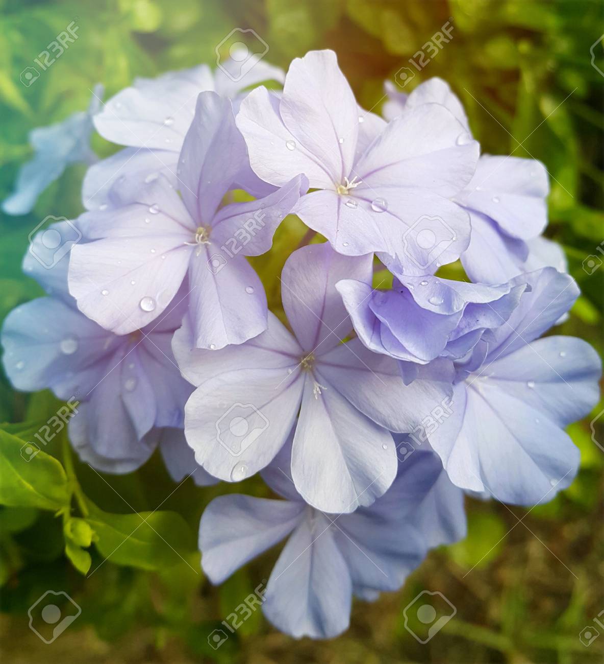 岬ルリマツリ ブルー星花 小さい枝花 壁紙 ヴィンテージ 背景のクローズ アップ の写真素材 画像素材 Image