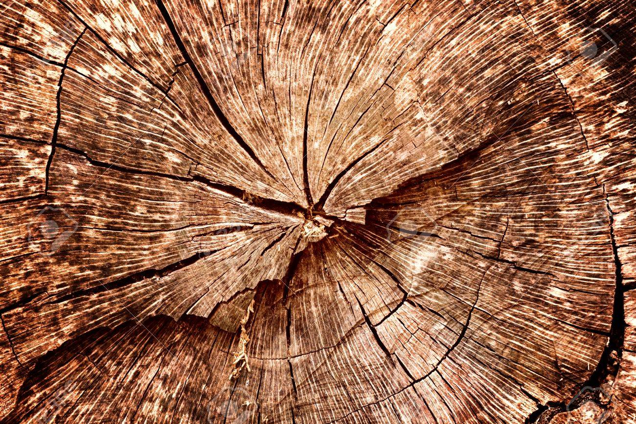 樫の木の切り株