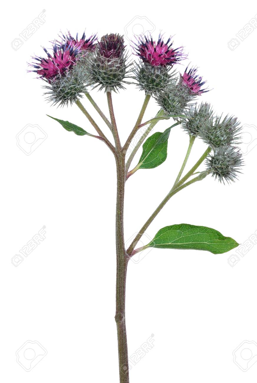 白い背景の上の大きなごぼう ゴボウのゴボウ 花 の写真素材 画像素材 Image 7008