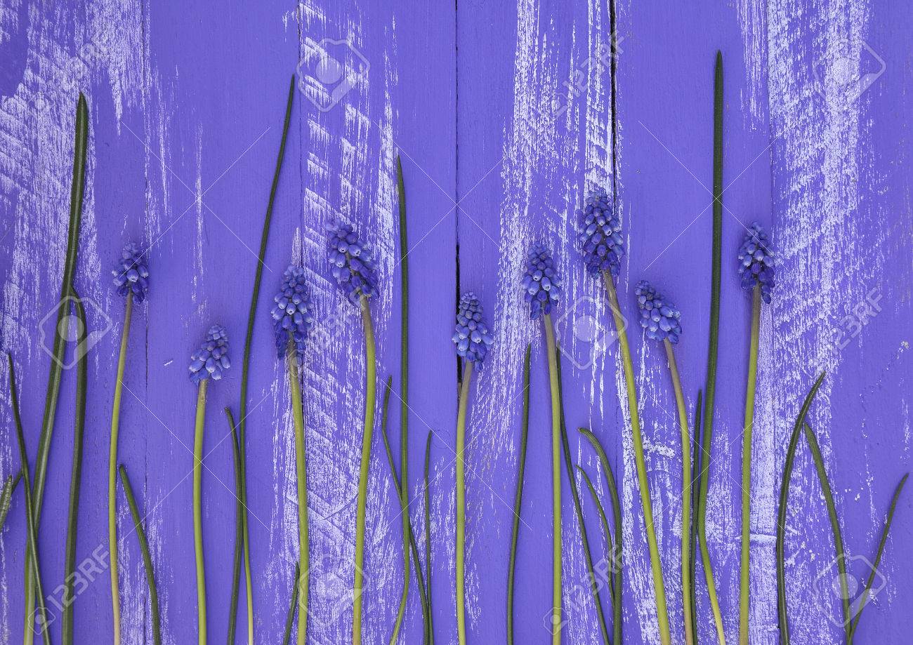 青い花とライラックの木製の背景 の写真素材 画像素材 Image