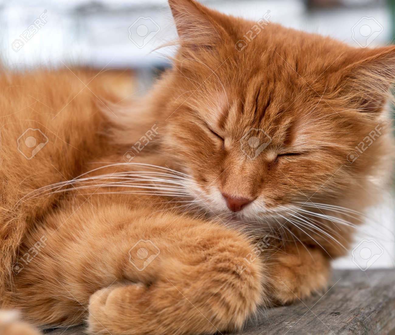 etiam-dictum-ipsum-a-felis