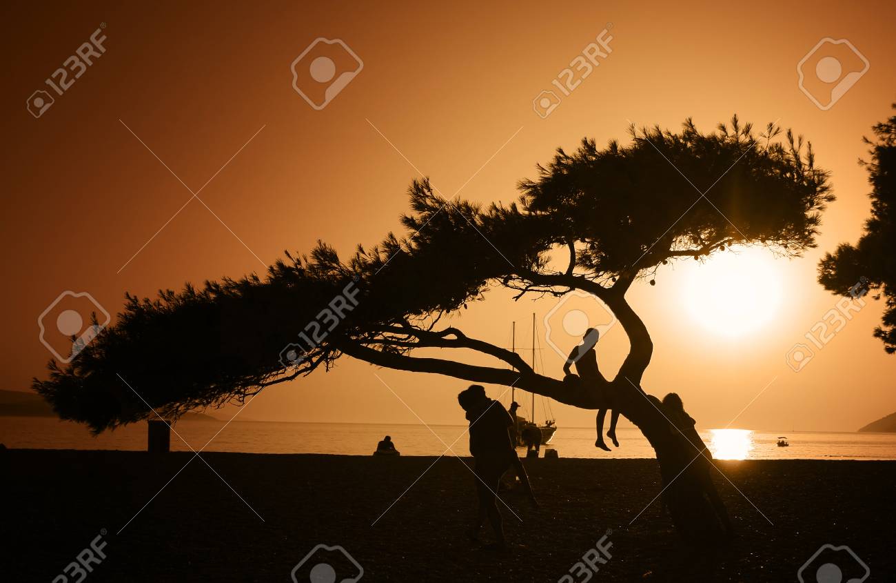 夕日の木のシルエット の写真素材 画像素材 Image