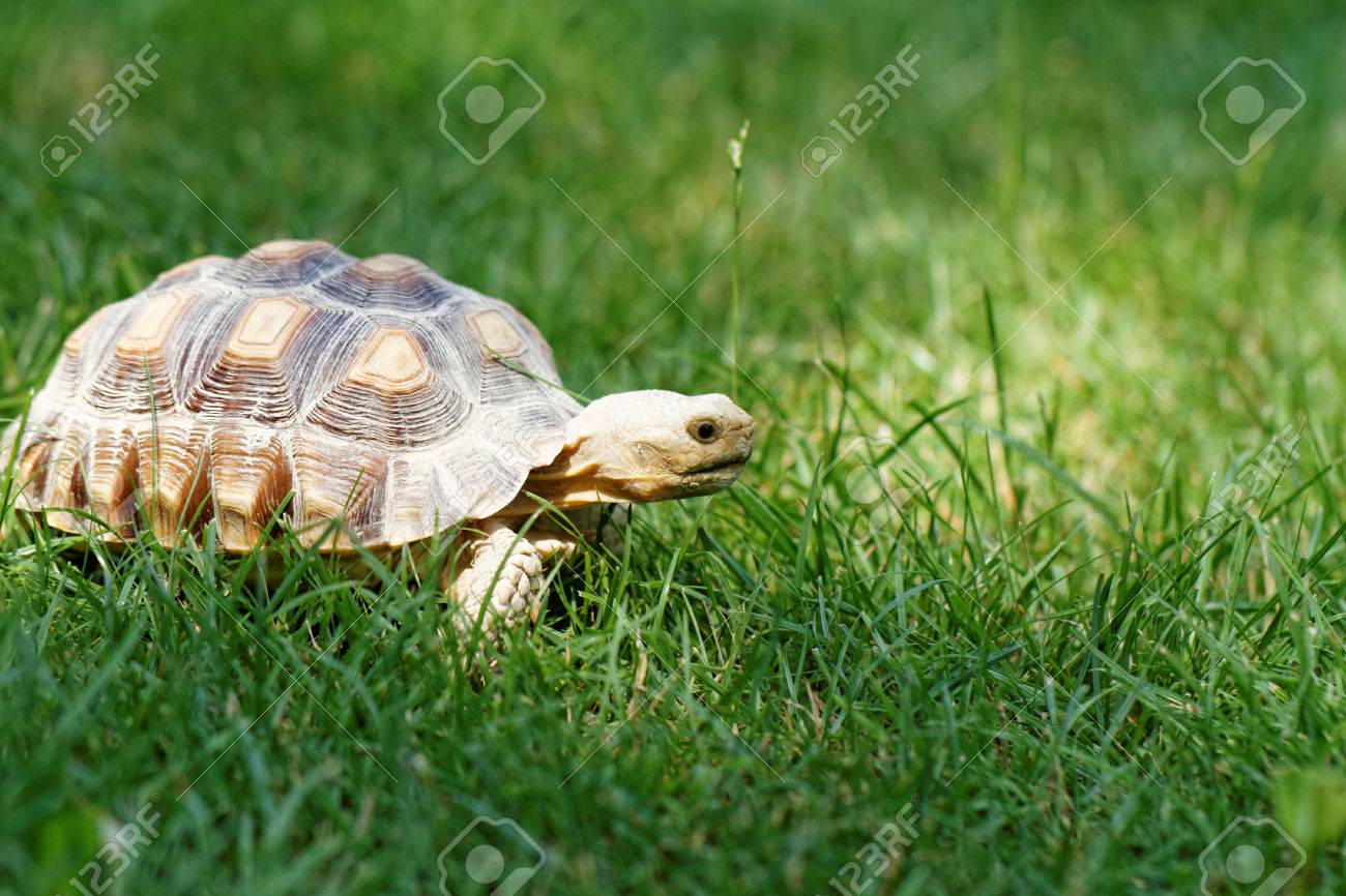 緑の Garss のかわいい亀 の写真素材 画像素材 Image