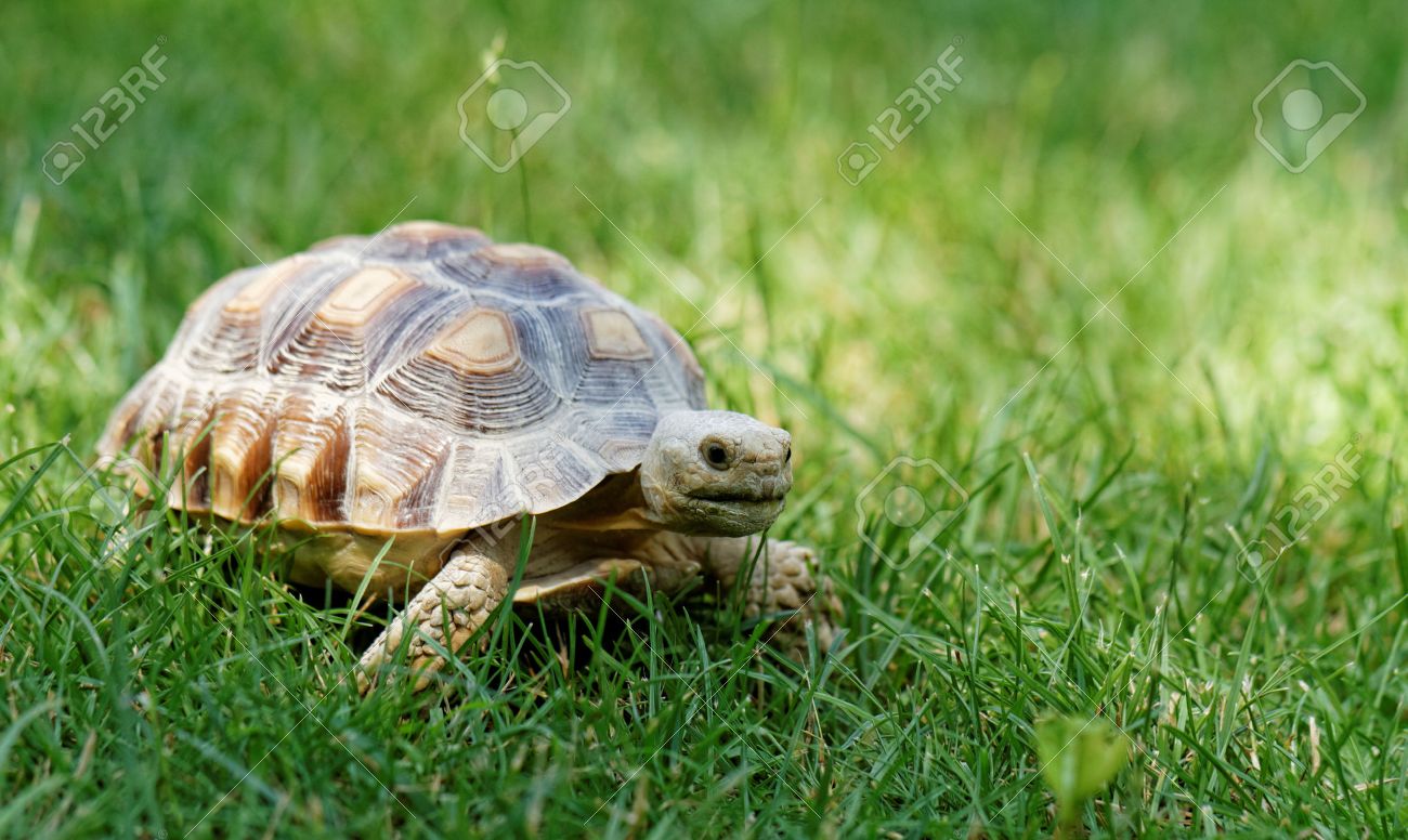 little cute turtle in the green garss stock photo picture and