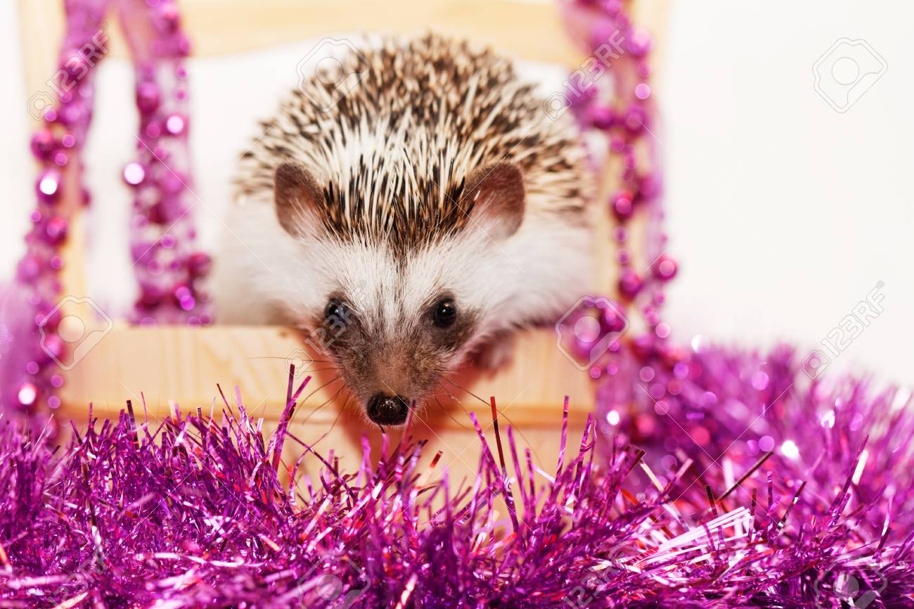 クリスマスの装飾でかわいいハリネズミ の写真素材 画像素材 Image クリスマスの装飾でかわいいハリネズミ の写真素材 画像素材 Image