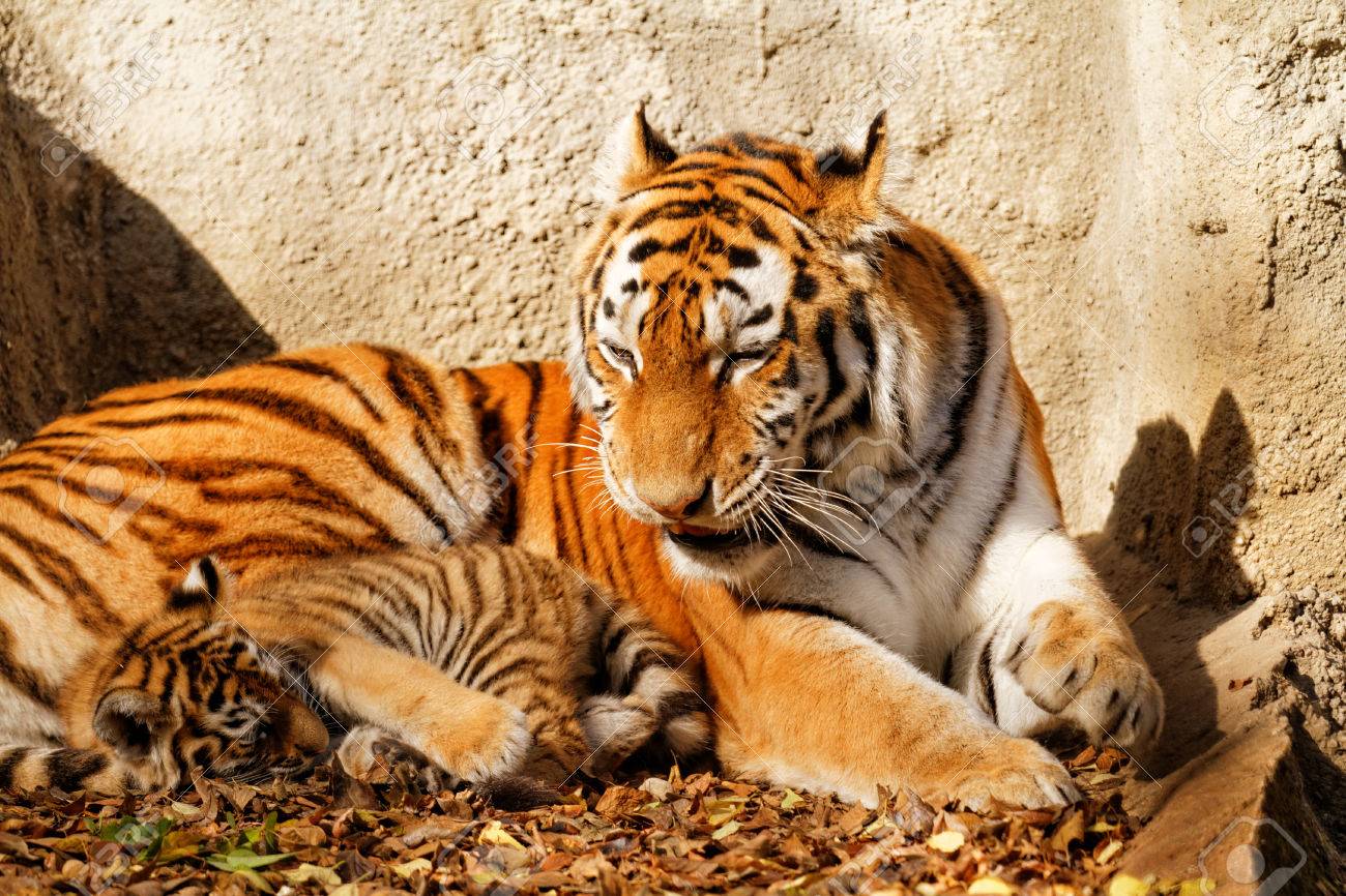 彼女の虎の子日当たりの良い写真と動物園で虎ママ の写真素材 画像素材 Image