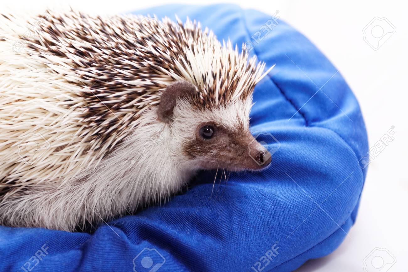 青のビーンズでかわいいハリネズミの写真 の写真素材 画像素材 Image