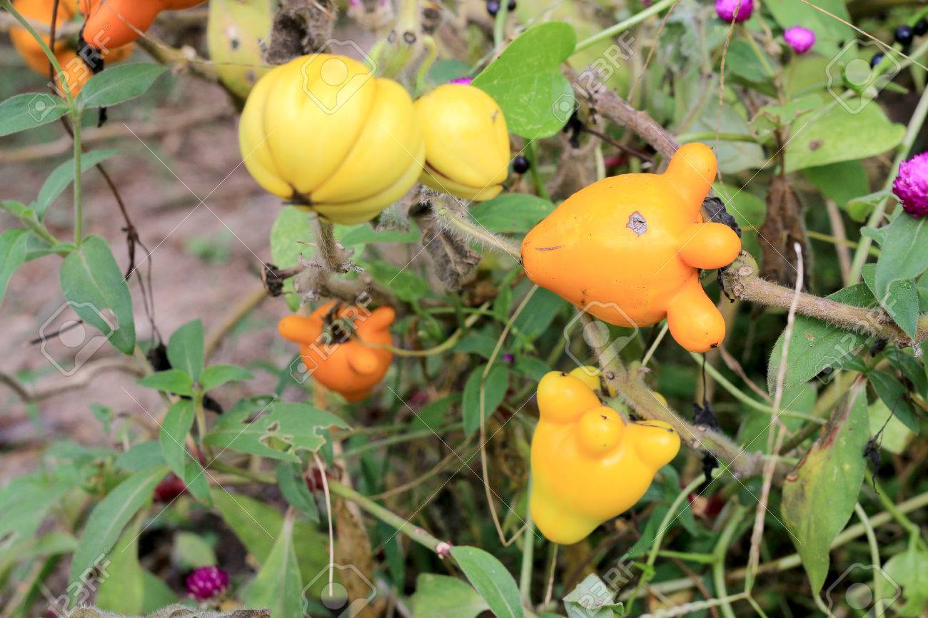 最新ツノナス 食べる 最高の花の画像