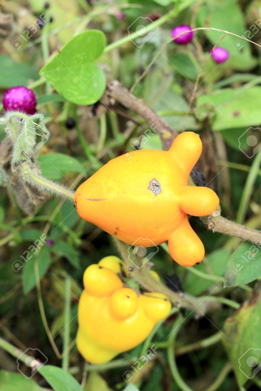 最新ツノナス 食べる 最高の花の画像