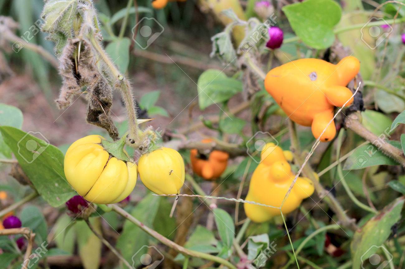 最新ツノナス 食べる 最高の花の画像