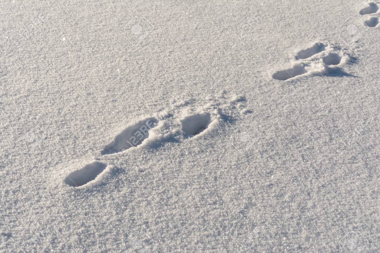 犬澄んだ青い雪の中を走り 晴れた日に行動の跡を残した の写真素材 画像素材 Image