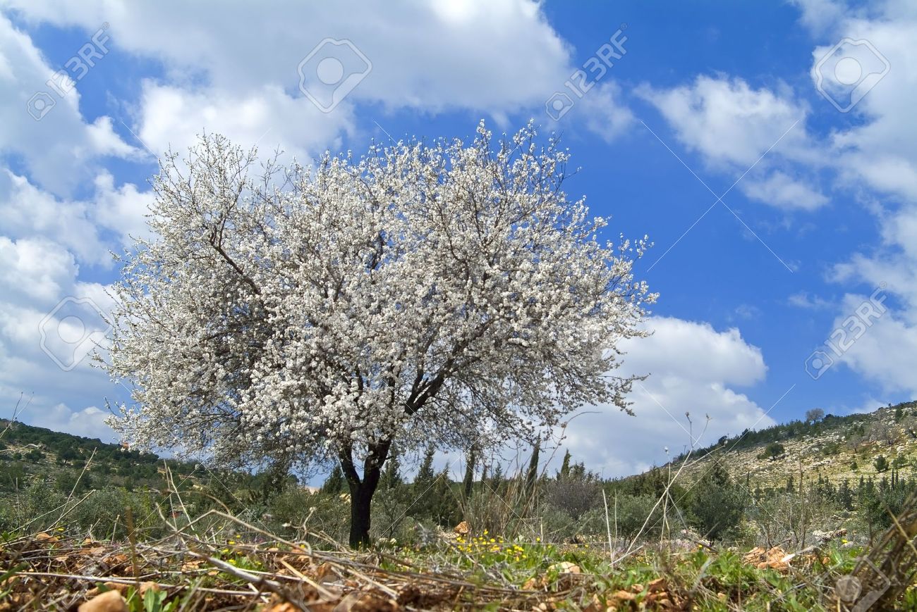 almond tree blooming in the galilee israel stock photo picture and